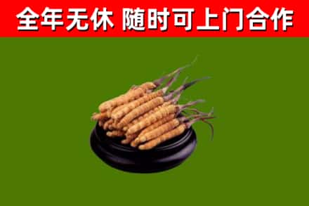 阜南县回收散虫草