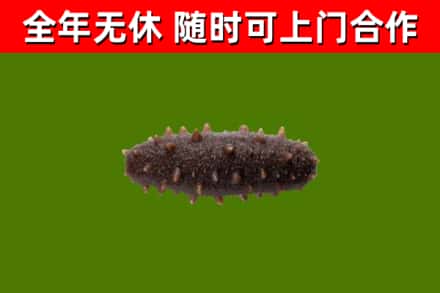 阜南县回收海参干